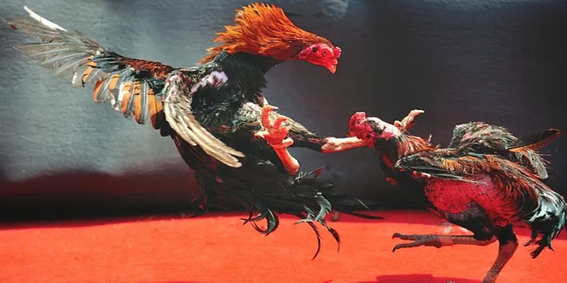 j9 bet bắn cá h5 chơi ngay