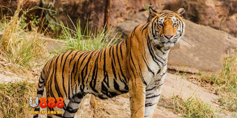 j9 bet xổ số bình thuận