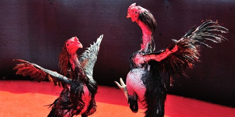 j9 bet thị trường baccarat là gì