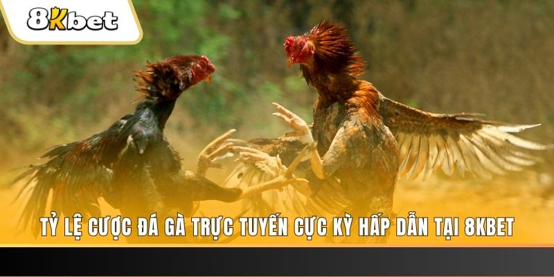 j9 bet c1 gà chọi