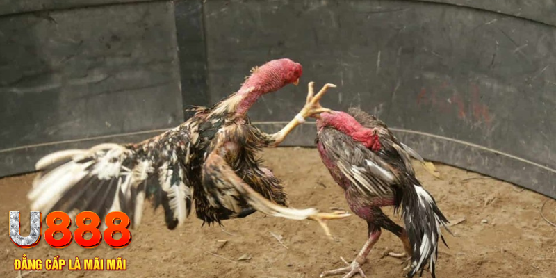 j9 bet đăng nhập tiến lên miền nam số 1